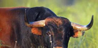 Toro de Cuadri, portada de la publicación.