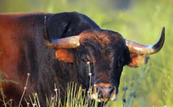 La revista francesa ‘Terres taurines’ dedica su nuevo número a Cuadri Toro de Cuadri, portada de la publicación.