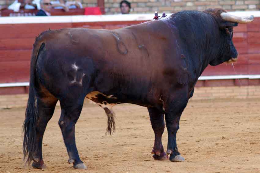 Primero: 'Subastador', con 527 kilos.