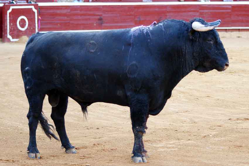 Segundo: Fermín Bohórquez, con 535 kilos.