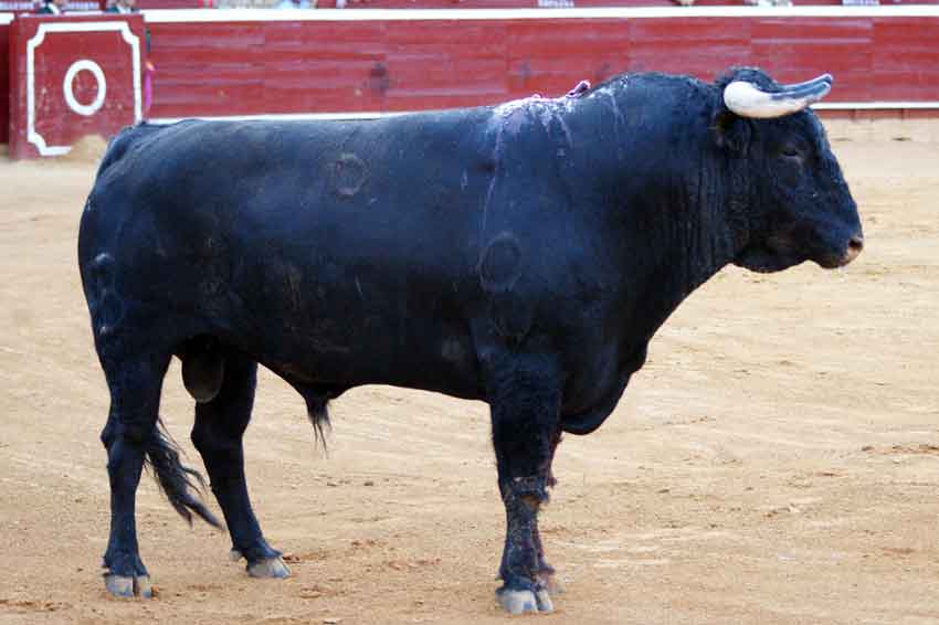 Segundo: 'Compañero', con 506 kilos.