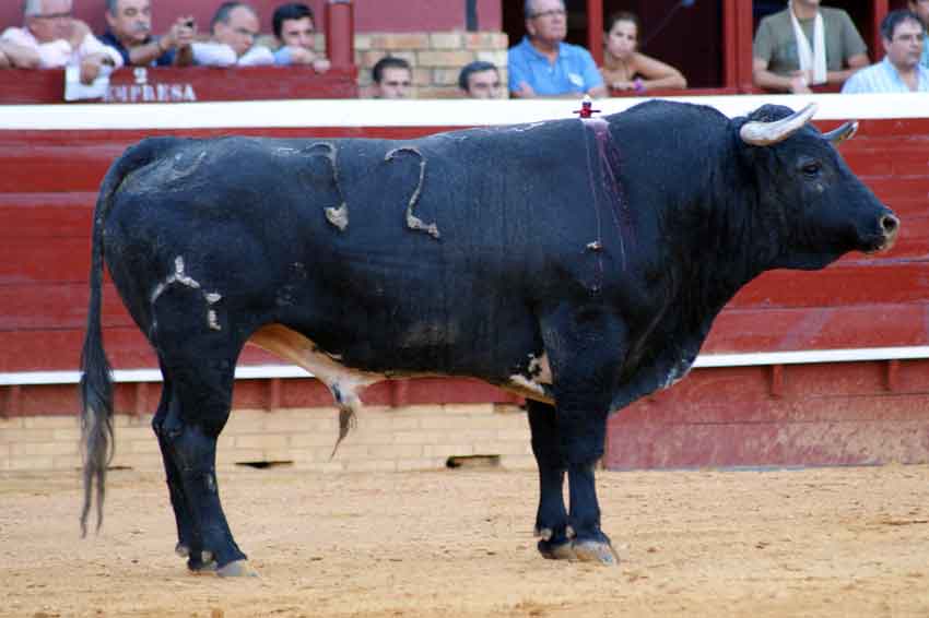 Tercero: 'Trampillo', con 502 kilos.