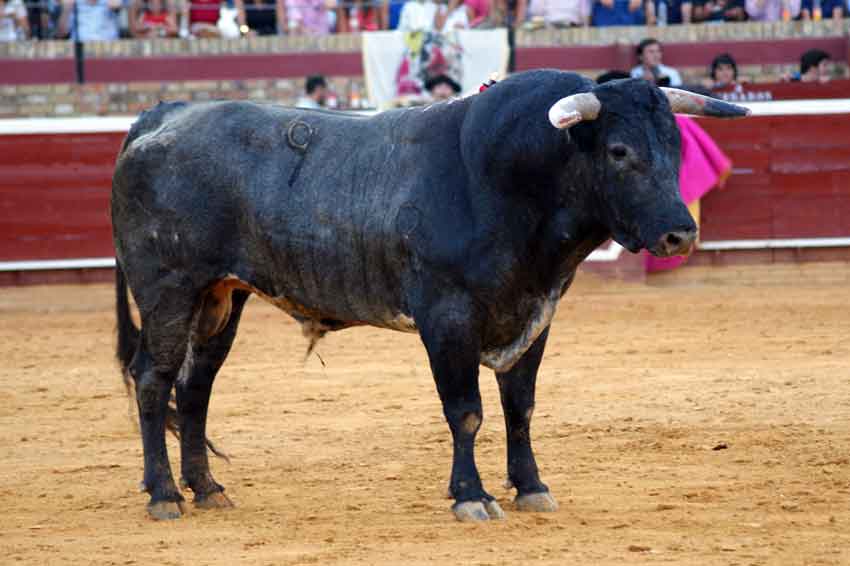 Cuarto: Herederos de Miura, con 605 kilos.