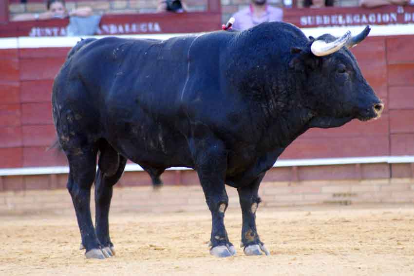Quinto: Benítez Cubero, con 514 kilos.