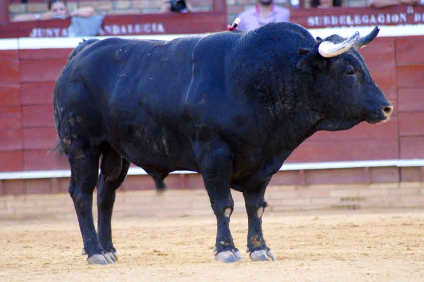 Quinto: 'Emperador'', con 505 kilos.