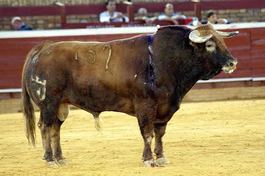 Sexto: Juan Pedro Domecq, con 508 kilos.