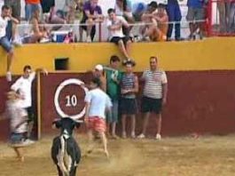 Suelta de vacas en la plaza de Arroyomolinos de León.