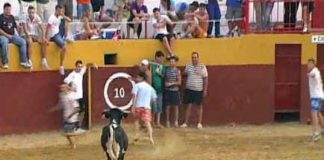 Suelta de vacas en la plaza de Arroyomolinos de León.