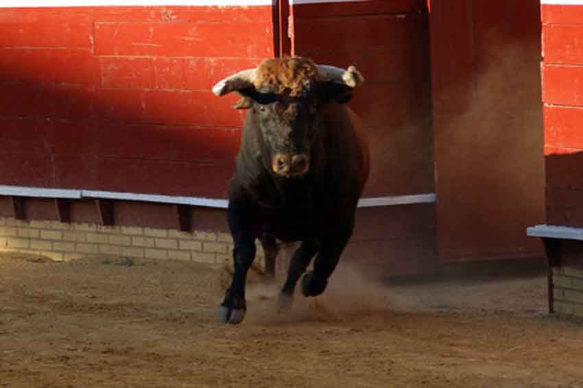 El primero, de Pereda, salió de los chiqueros con una fuerte galopada.