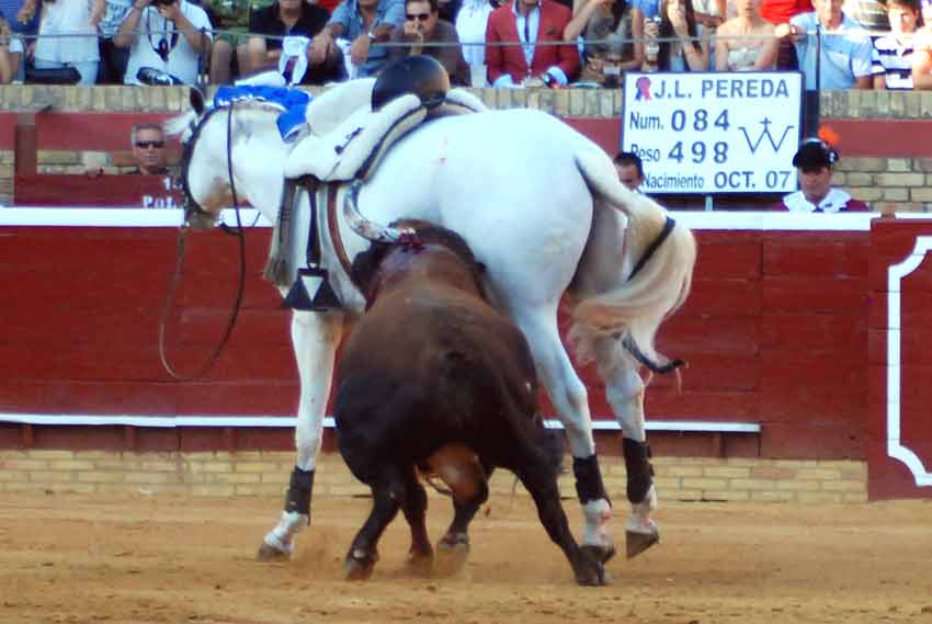 'Galán', a merced del toro.