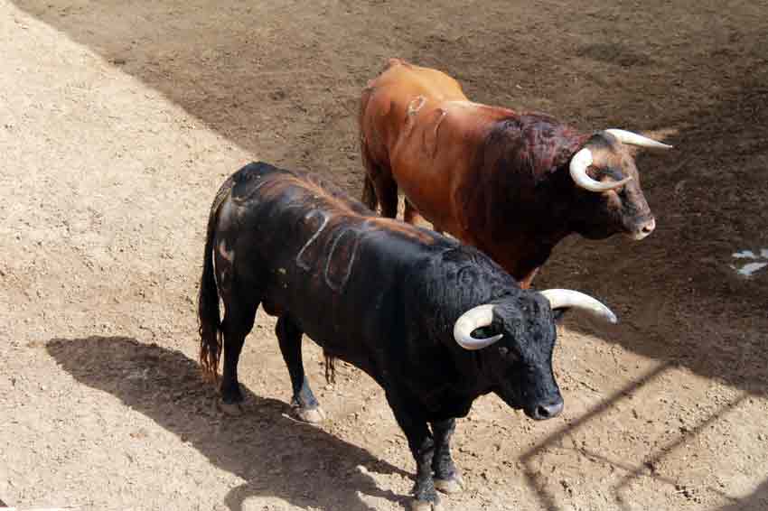 Los dos astados de Juan Pedro Domecq en los corrales de La Merced.