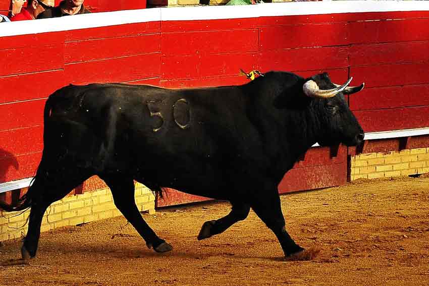 Primero: Victoriano del Río, con 550 kilos.