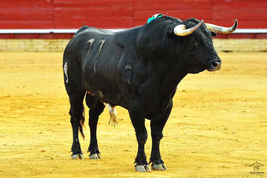 Segundo: Núñez del Cuvillo, con 505 kilos.
