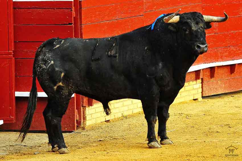 Tercero: Jandilla, con 507 kilos.