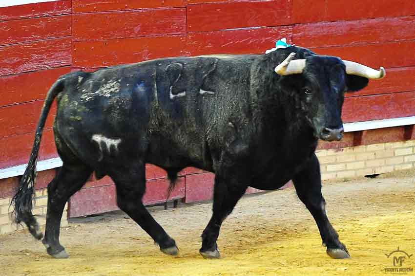 Quinto: El Pilar, con 504 kilos.