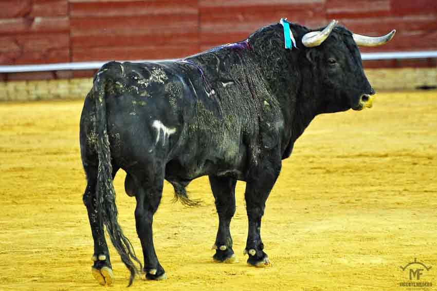 Sexto: Zalduendo, con 482 kilos.