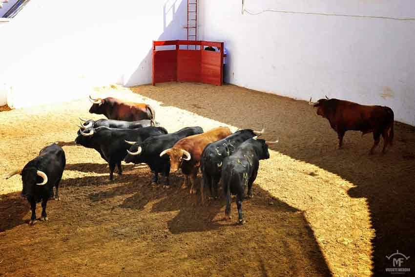 Toros de Núñez del Cuvillo.