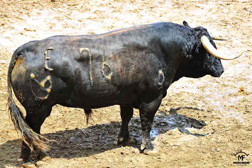 Toro de Núñez del Cuvillo.