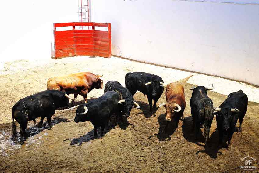 Toros de Núñez del Cuvillo.