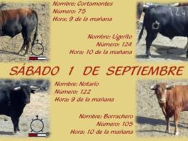Villalba volverá a correr el ‘Toro de la cuerda’ Los cuatro toros de Macandro que se cotrrerán este año por las calles de Villalba.