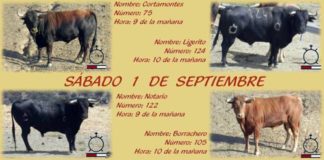 Los cuatro toros de Macandro que se cotrrerán este año por las calles de Villalba.