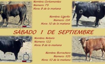 Los cuatro toros de Macandro que se cotrrerán este año por las calles de Villalba.