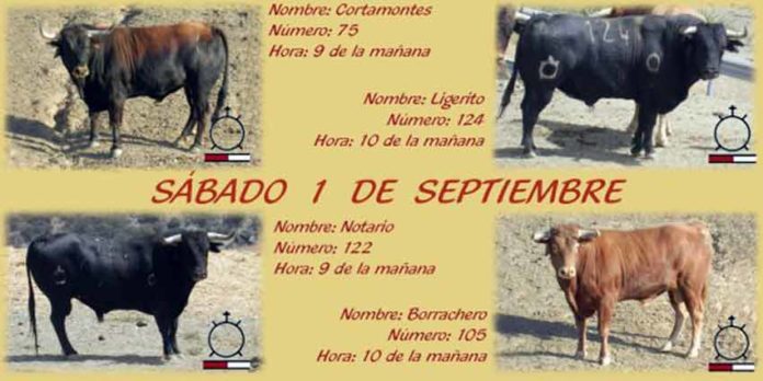 Los cuatro toros de Macandro que se cotrrerán este año por las calles de Villalba.