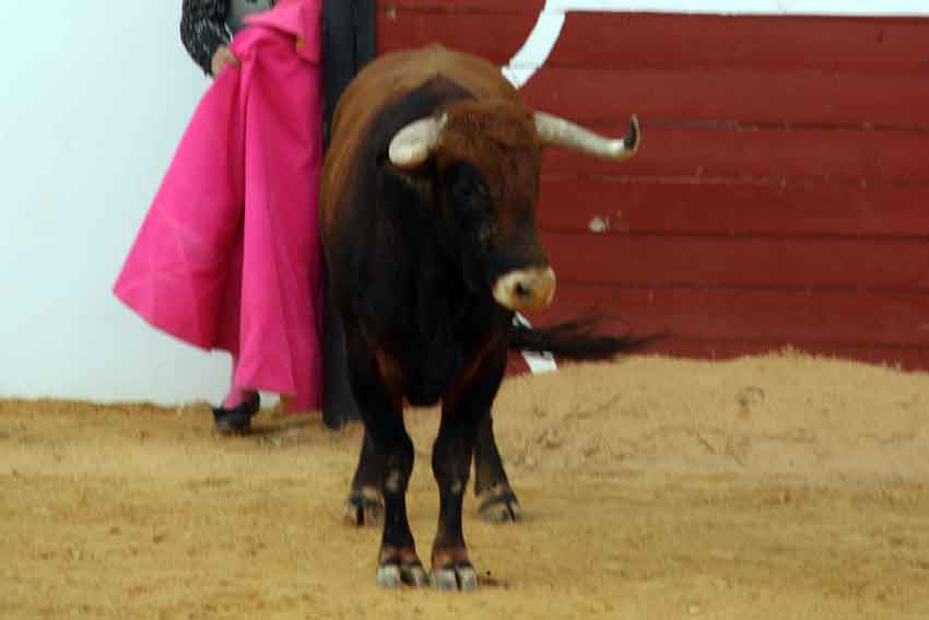 Bonito novillo de Millares.