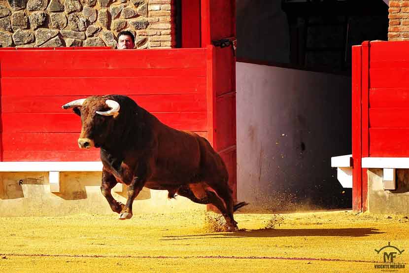 El toro de la reinauguración.