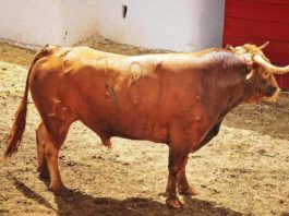 La ganadería de José Luis Pereda cerrará la temporada de la Maestranza Un astado de José Luis Pereda-La Dehesilla. (FOTO: Vicente Medero)