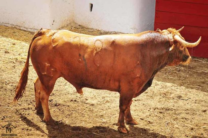 Un astado de José Luis Pereda-La Dehesilla. (FOTO: Vicente Medero)