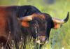 Un toro de la ganadería onubense de Cuadri.