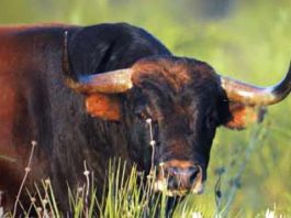 Un toro de la ganadería onubense de Cuadri.
