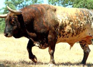 El semental 'Rastrillo', uno de los padres actuales de la ganadería. (FOTO: Joaquín López del Ramo)