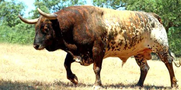 El semental 'Rastrillo', uno de los padres actuales de la ganadería. (FOTO: Joaquín López del Ramo)