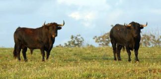 Toros de Manuel Ángel Millares en el campo. (FOTO: Marín)