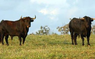 Toros de Manuel Ángel Millares en el campo. (FOTO: Marín)