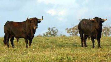 Toros de Manuel Ángel Millares en el campo. (FOTO: Marín)