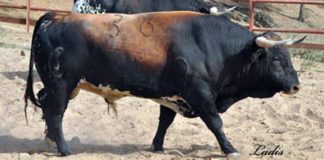 Novillo de Concha y Sierra con seriedad de toro. (FOTO: Ladis)