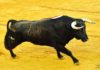 Toro de Juan Pedro Domecq lidiado por Morante en la Feria de Colombinas. (FOTO: Vicente Medero)