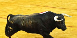 Toro de Juan Pedro Domecq lidiado por Morante en la Feria de Colombinas. (FOTO: Vicente Medero)