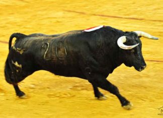 Toro de Juan Pedro Domecq lidiado por Morante en la Feria de Colombinas. (FOTO: Vicente Medero)