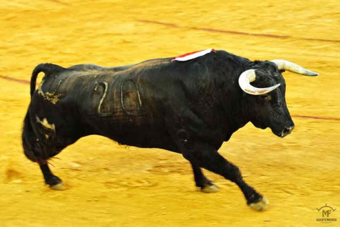 Toro de Juan Pedro Domecq lidiado por Morante en la Feria de Colombinas. (FOTO: Vicente Medero)