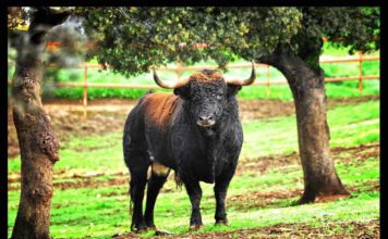 En el adiós a Concha y Sierra en los campos onubenses Desafiante el de Concha y Sierra.