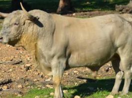 Toro de la ganadería onubense de Prieto de la Cal.