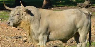 Toro de la ganadería onubense de Prieto de la Cal.