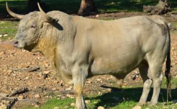 Toro de la ganadería onubense de Prieto de la Cal.