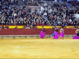 El excelente toro 'Comino', de Cuadri, premiado en Castellón.