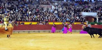 El excelente toro 'Comino', de Cuadri, premiado en Castellón.