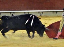 Lágrimas de Fernando Cuadri por su toro ‘Comino’ Acometividad y nobleza de 'Comino' en Castellón. (FOTO: J.Porcar)